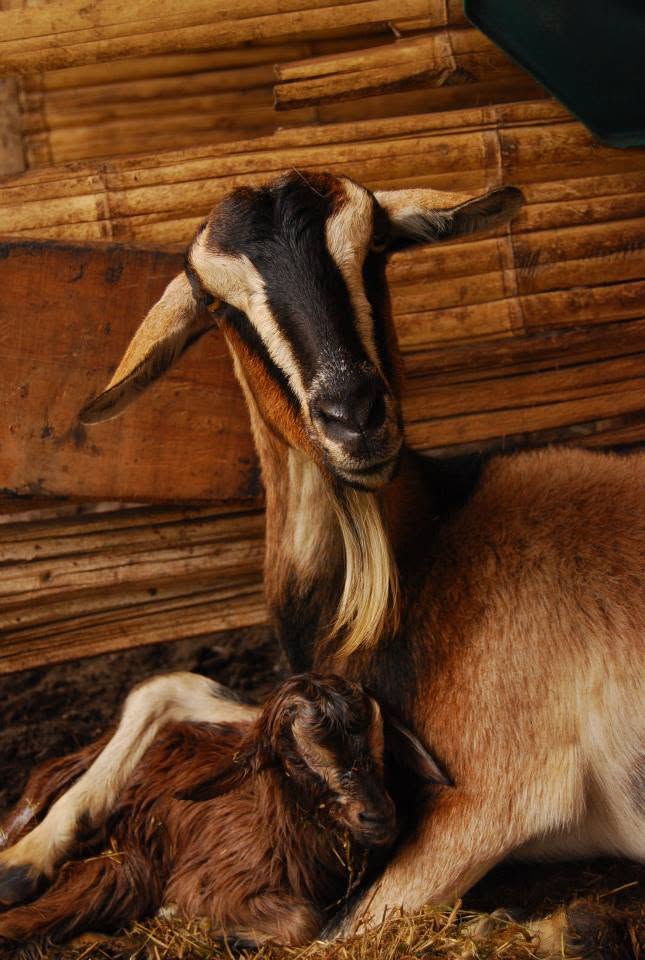 Cabras Alpinas