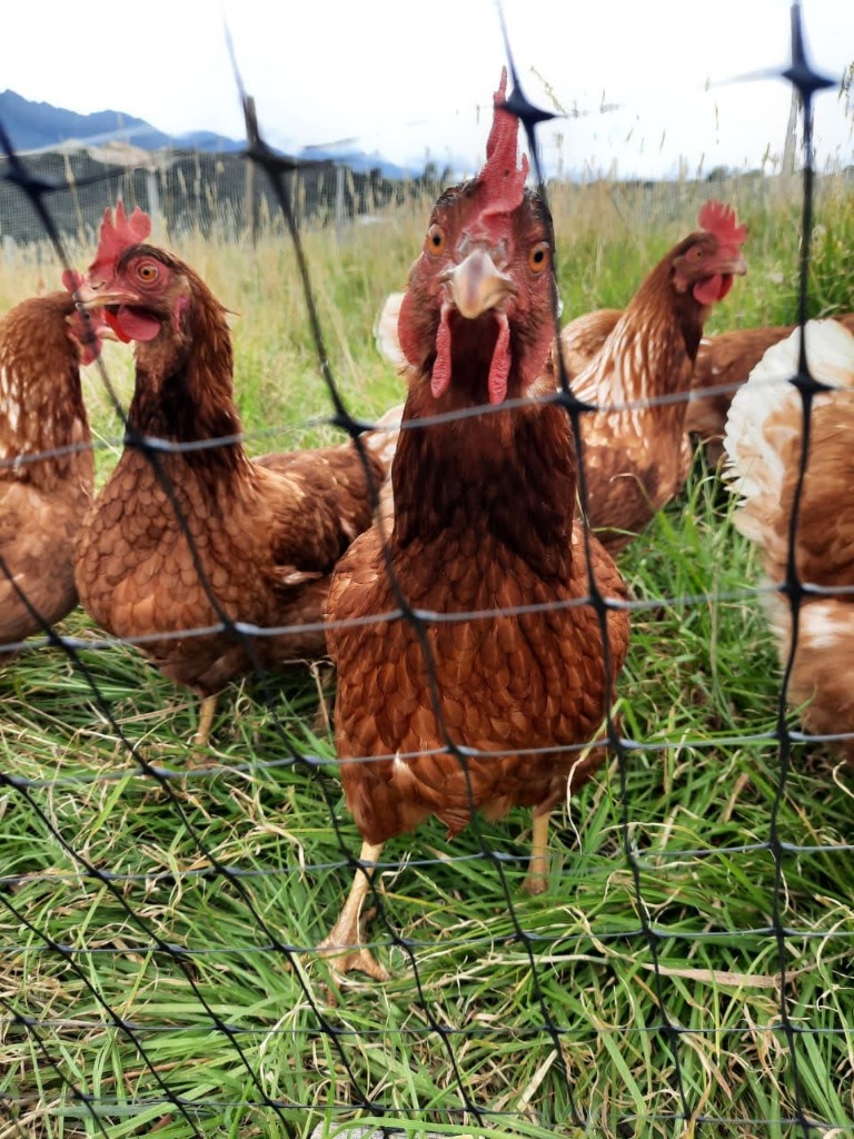 Gallinas de Pastoreo