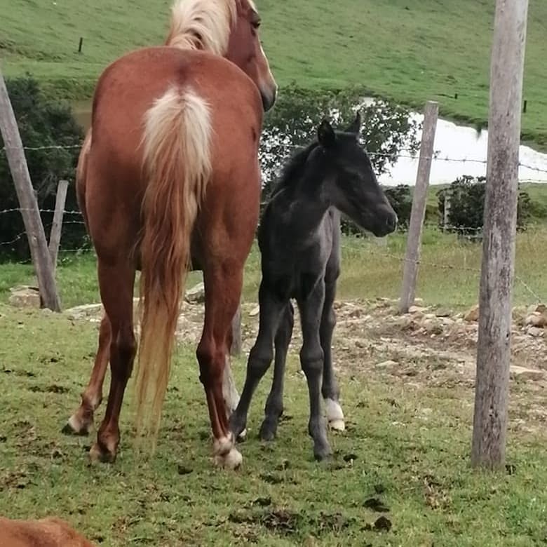 Yegua con Potro